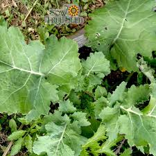 Kale Dwarf Siberian Improved Seeds - 300 Non-GMO Heirloom Kale Brassica oleracea