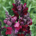 Antirrhinum majus Snappy Black Prince Snapdragon Seeds – 1000+ Deep Red Blooms