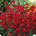 Penstemon Eaton's Red Seeds – 200 Non-GMO Penstemon Seeds (Hummingbird Beardtongue) for Perennial Gardens