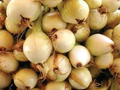 Walla Walla Sweet Onion Seeds – 250mg for Planting, Long-Day, Cold Hardy