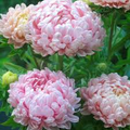 Peony Duchess Apricot Aster Seeds - 74 Days to Bloom, 24-28" Tall, Soft Pink-Apricot