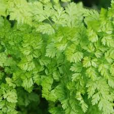 Chervil Seeds (Anthriscus cerefolium) – 400 Seeds for Culinary Use