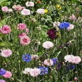 Cornflower Imperialis Mix Seeds (Centaurea cyanus) – 100 Non-GMO Heirloom Bachelor Buttons