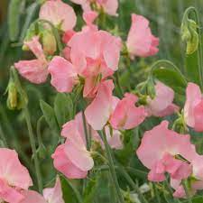 Sally Ann Sweet Pea Seeds - White Fragrant Climbing Vines (50+ Seeds)