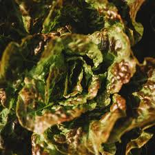 Bronze Mignonette Butterhead Lettuce Seeds - 700 Seeds, Heirloom Lactuca sativa