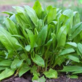 Large Leaf Sorrel Seeds – 250mg for Planting, Perennial Herb, Tangy Lemon Flavor