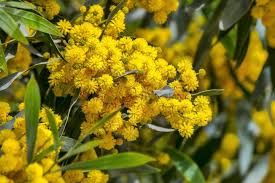 Golden Mimosa Tree Seeds (Acacia baileyana) - 10 Seeds, Fast Growing