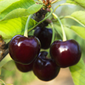 Black Tartarian Cherry Scions for Grafting - 6 Fresh Cuttings