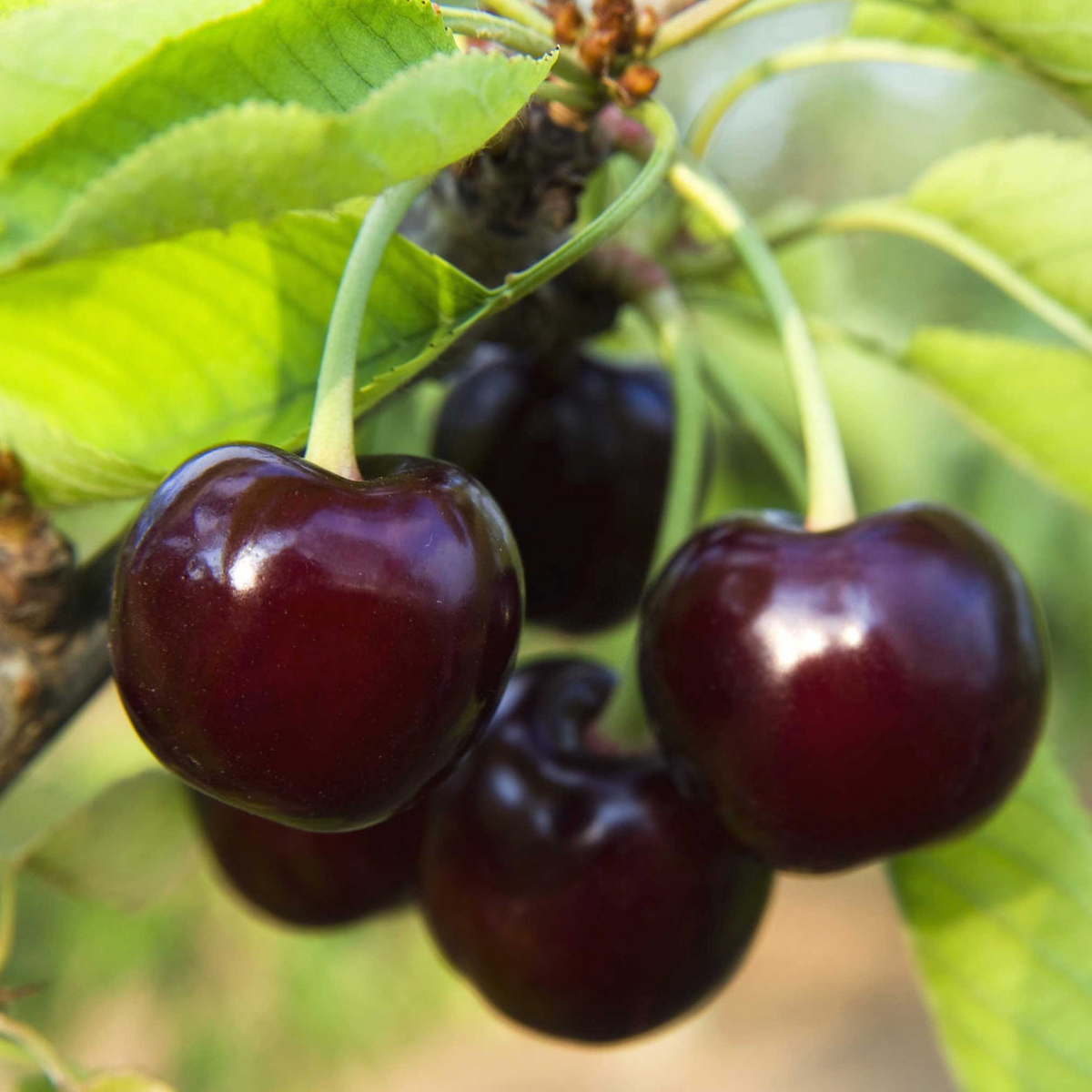 Black Tartarian Cherry Scions for Grafting - 6 Fresh Cuttings