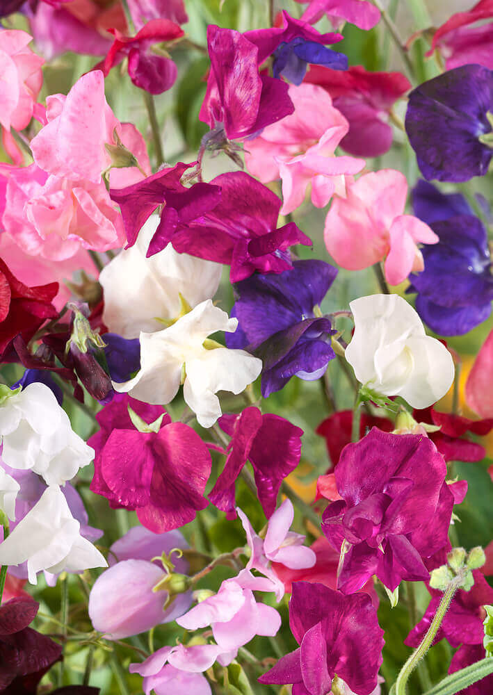 Sweet Pea Vine Seeds Mix | 80 Seeds, Royal Family Flower Garden Mix, Fragrant Climbing Vines