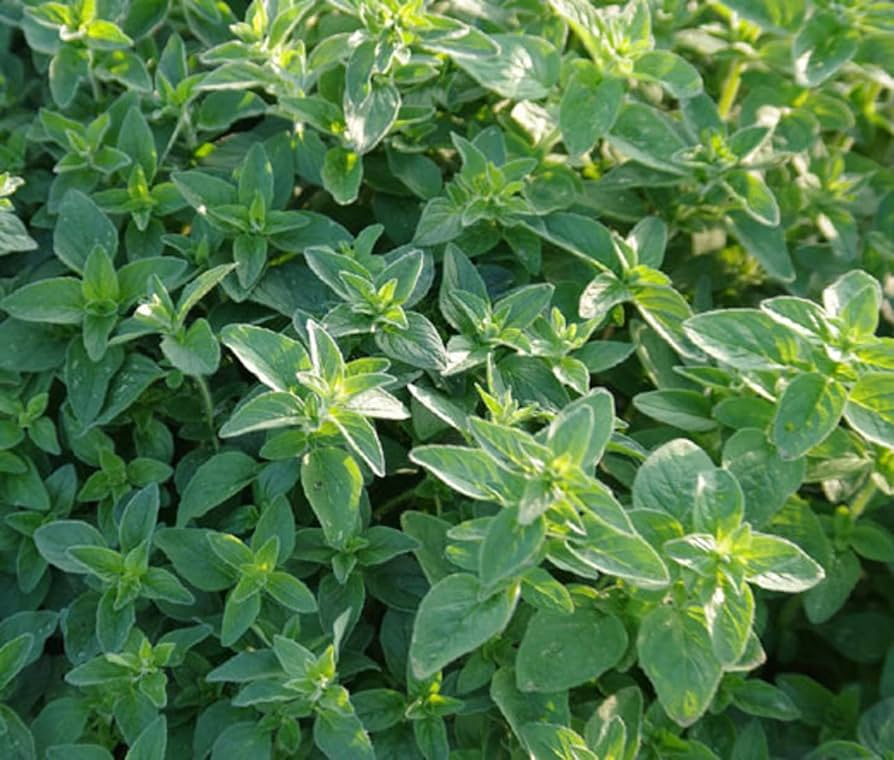 Common Oregano Seeds - Heirloom, Non-GMO, Full Sun, 10-24in Perennial Herb (USDA 4-9)