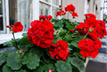 Geranium Pelargonium ‘Red’ - 3 Live 6" Unrooted Cuttings, Bright Red Blooms