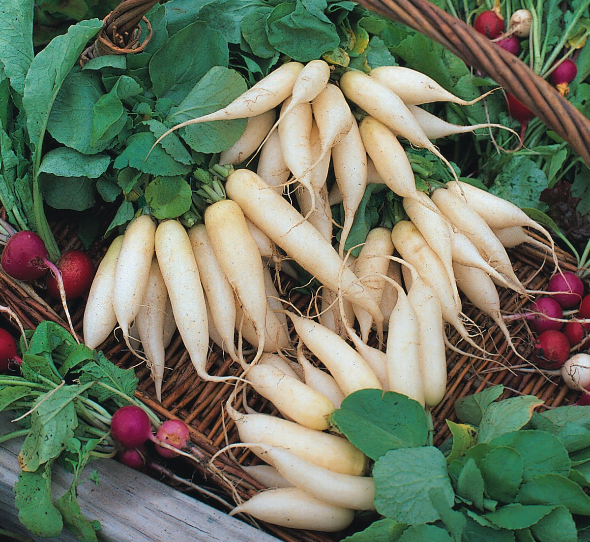 White Icicle Radish Seeds - Heirloom, 3-6" Roots, Heat Tolerant, Non-GMO