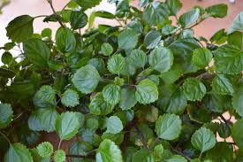 Swedish Ivy Cuttings (Plectranthus australis) - 4 Ready to Root, 5"+ Trailing Creeping Charlie