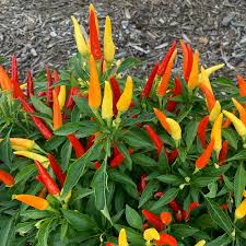 Tabasco Pepper Seeds - Heirloom Capsicum frutescens, 25 Seeds
