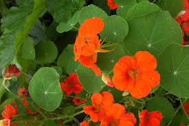 Nasturtium Single Mix Seeds - Climbing Vine, Fragrant Red Flowers, 25 Seeds