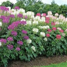 200 Cleome Spider Flower Seeds – Mixed Colors (Cleome hassleriana) – Fall Planting