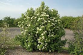 Nannyberry Viburnum Bush Viburnum lentago - Live Bare Root Plant 12-14"