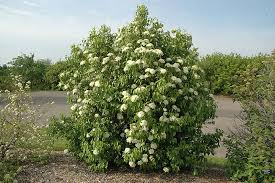 Nannyberry Viburnum Bush Viburnum lentago - Live Bare Root Plant 12-14"