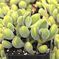 Crassula rogersii ‘Velvet Club’ Bare Root Succulent — 1 Live Plant, Fuzzy Club-Shaped Leaves