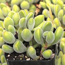 Crassula rogersii ‘Velvet Club’ Bare Root Succulent — 1 Live Plant, Fuzzy Club-Shaped Leaves