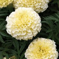 Moonlight Marigold Seeds - Non-GMO, Pale Yellow Blooms, 70 Days to Maturity