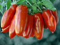 San Marzano Tomato Seeds - Heirloom Paste Tomato, Determinate, Non-GMO | Zones 3-10