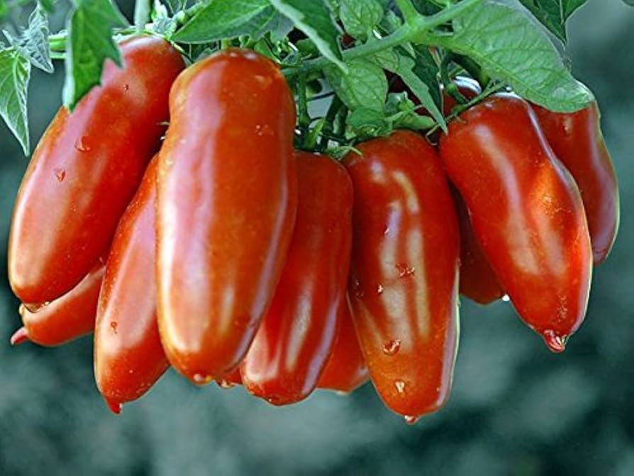San Marzano Tomato Seeds - Heirloom Paste Tomato, Determinate, Non-GMO | Zones 3-10
