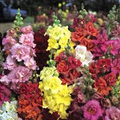 Antirrhinum majus Madame Butterfly Mix Snapdragon Seeds - 1000+ Double-Petal Mix for Garden & Cut Flowers