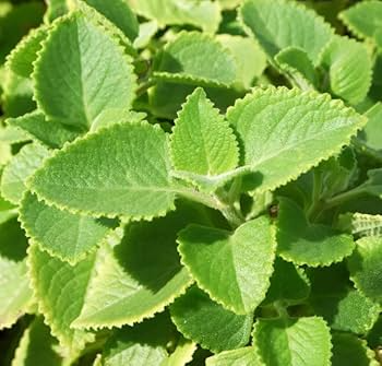 Cuban Oregano Starter Plants (Mexican Mint) - 2 Bare Root, 5-7 in tall | Plectranthus amboinicus