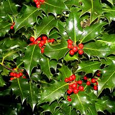 Ilex Aquifolium (English Holly) Seeds - 10 Seeds for Hedges & Wildlife Gardens