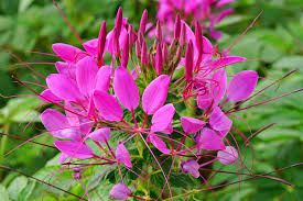 Cleome MAUVE QUEEN Seeds - 200 Non-GMO Seeds for Fall Planting, Pollinator-Friendly (Cleome hassleriana)