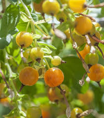 Golden Currant Seeds (Ribes aureum) - 20 Seeds, Edible Berry, Native Shrub