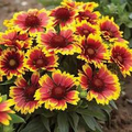 Gaillardia aristata Blanket Flower Seeds - 200 Non-GMO Perennial Wildflower
