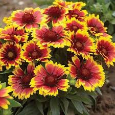 Gaillardia aristata Blanket Flower Seeds - 200 Non-GMO Perennial Wildflower