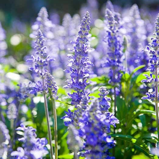Hyssop (Hyssopus officinalis) Seeds - 600 Seeds, Aromatic Culinary Herb