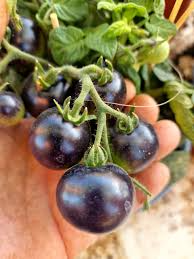 Blue Room Micro Dwarf Tomato Seeds (15 Seeds) – Heirloom, Non-GMO, Ultra-Compact