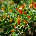 Chiltepin Pepper Seeds (Bird’s Eye) - 50,000-250,000 Scoville, 36" Tall, USDA Zones 3-10