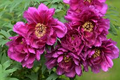 10 Peony Seeds Mix (Paeonia suffruticosa) Tree Peony Seeds - Hardy Perennial Garden Flower