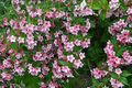 100 Weigela Florida Bush Seeds - Old-Fashioned Pink & White Flowers