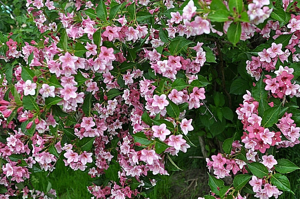 100 Weigela Florida Bush Seeds - Old-Fashioned Pink & White Flowers