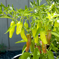 Golden Greek Pepperoncini Seeds - Heirloom, Mild & Sweet, 65 Days, Non-GMO