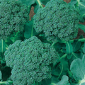 Waltham 29 Broccoli Seeds - Heirloom, Cold-Hardy, High-Yield Brassica oleracea
