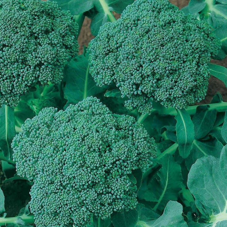 Waltham 29 Broccoli Seeds - Heirloom, Cold-Hardy, High-Yield Brassica oleracea