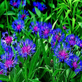 Mountain Blue Cornflower Seeds (Centaurea montana) – 20 Seeds, Perennial, Pollinator-Friendly