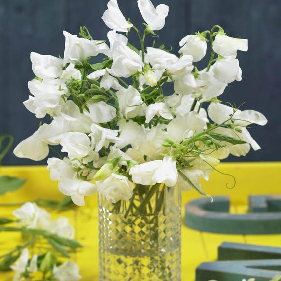 Solstice White Sweet Pea Seeds – 50+ Pure White Blooms, Early-Blooming Climbing Vine