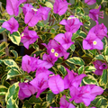Variegated Purple Bougainvillea - 7" Live Plant in 4" Pot