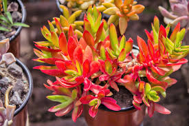 Crassula Campfire Cuttings - 3 Live 2" Unrooted, Red Foliage, 9-11 Zone