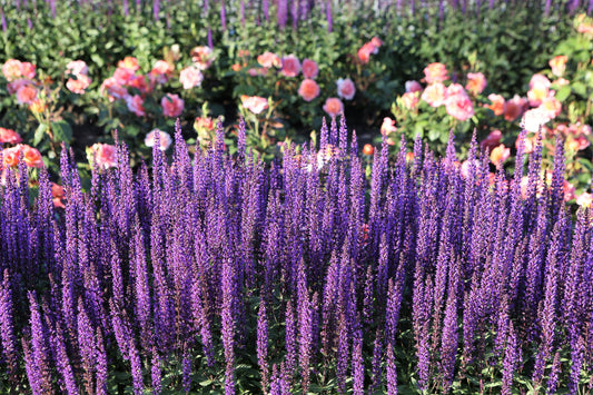 Lavender Munstead Seeds (Lavandula angustifolia) - 200 Premium Non-GMO Seeds for Drying, Containers, Pollinators