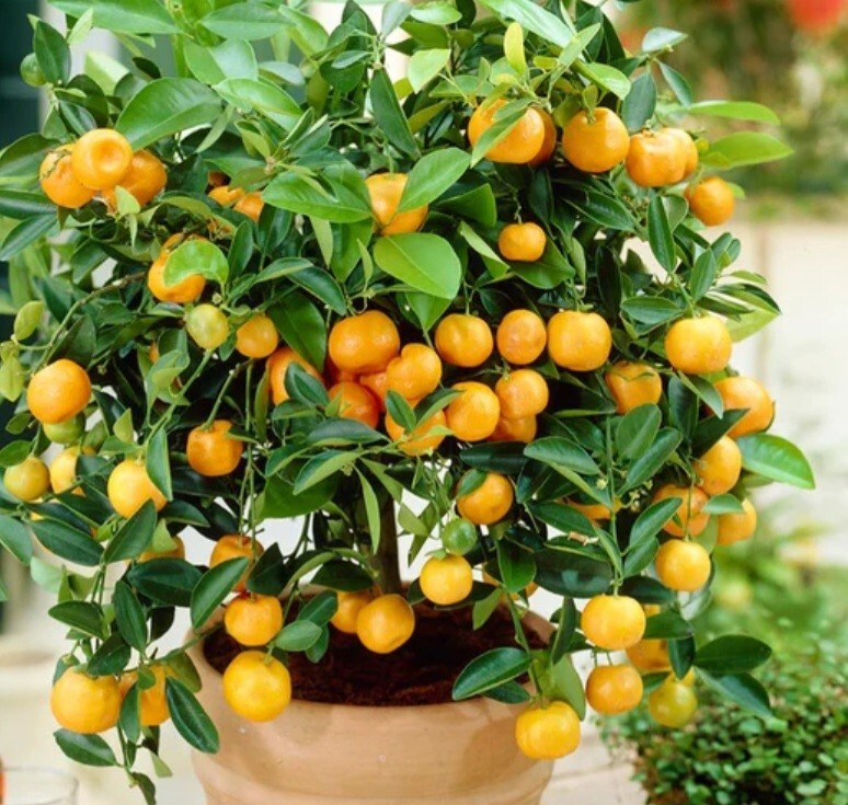 Calamondin Orange Tree Seedling - 4-6" Potted, Self-Pollinating, Zones 8-11
